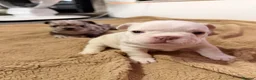 French Bulldog dogs for sale: french bulldogs ready next week  - Advert 25