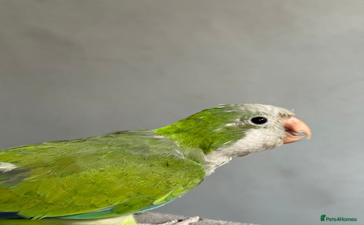 Parrots birds - Advert 2