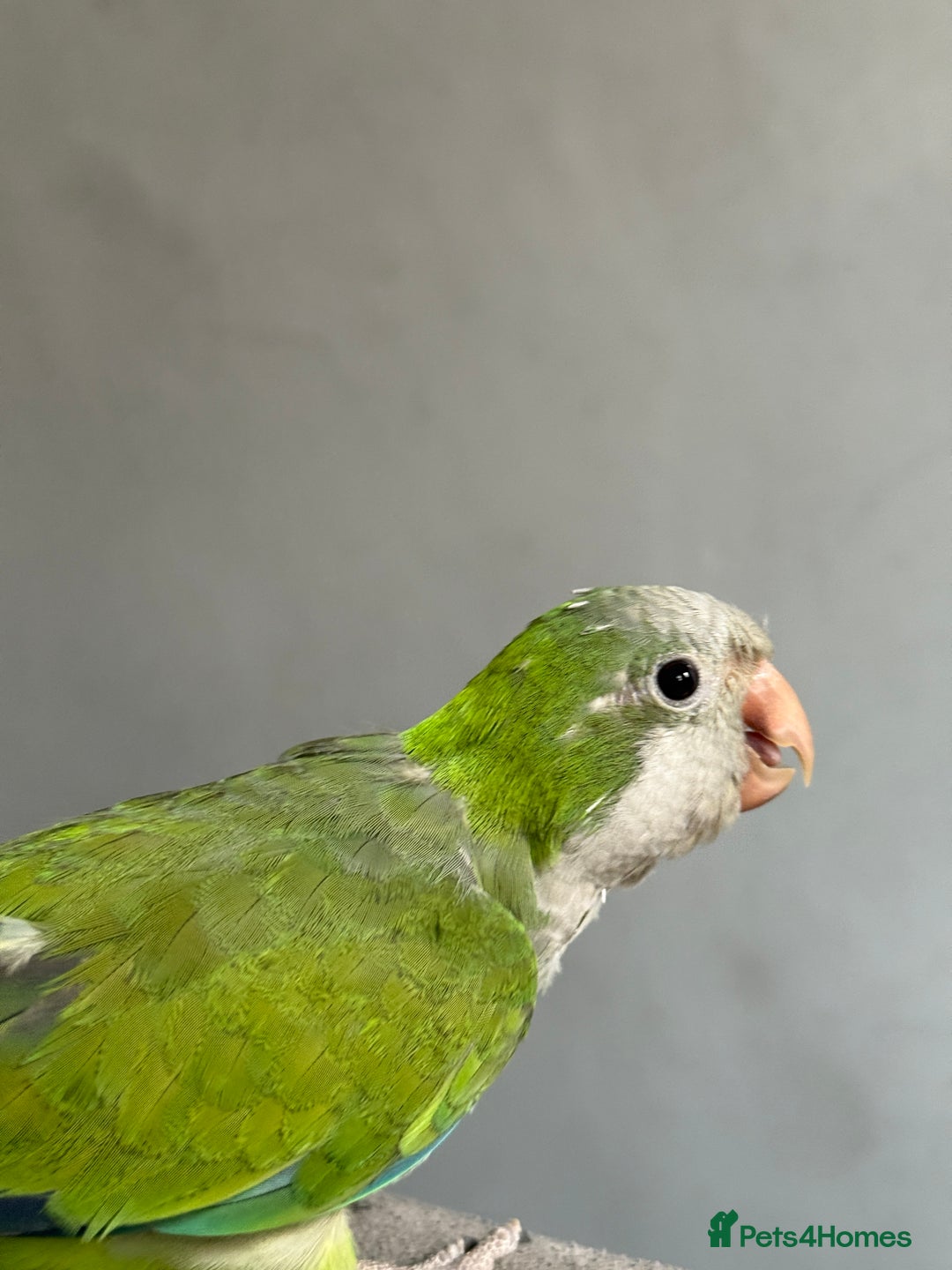 Parrots birds for sale: DNA male Quaker  - Image 1