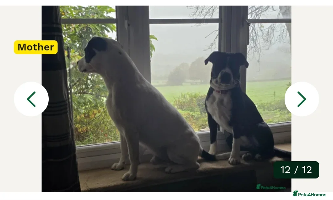 Mixed Breed dogs for sale: Oreo - staffy cross - Advert 8