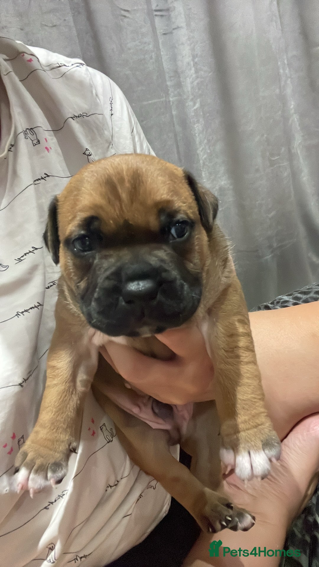 Staffordshire Bull Terrier dogs for sale: Beautiful chunky red staffys  - Advert 14