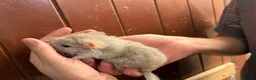 Chinchilla rodents for sale: Chinchilla Kits For Sale  - Advert 3