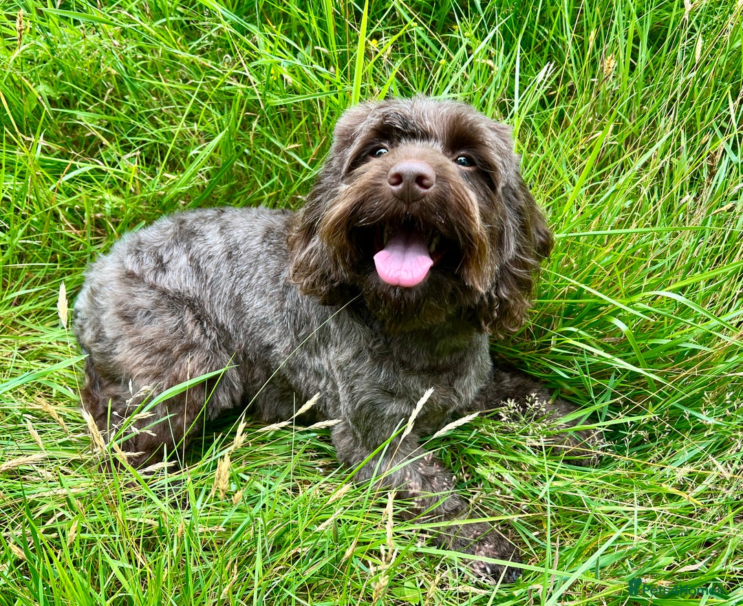 Cockapoo dogs for sale: Cockapoo female  - Image 5