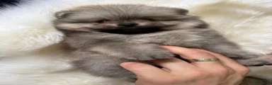 Pomeranian 1
