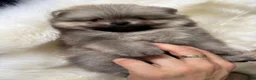 Pomeranian dogs for sale: Wolf & Orange Sable Teddy Bear Pomeranian Puppies - Advert 34
