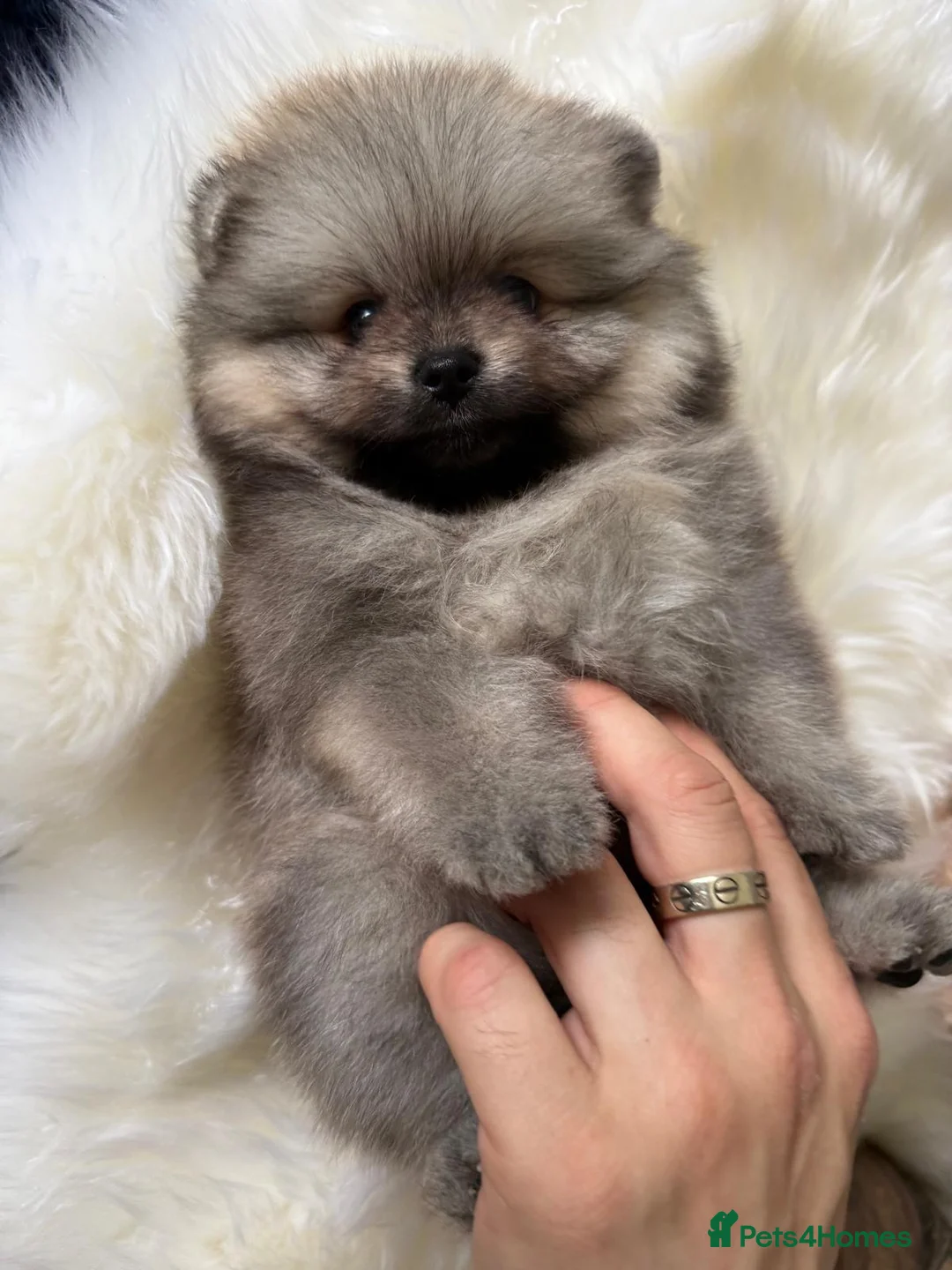 Pomeranian dogs for sale: Wolf & Orange Sable Teddy Bear Pomeranian Puppies - Advert 34