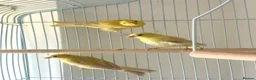 Canaries birds for sale: Three Beautiful Canaries Looking for Loving Homes - Advert 1