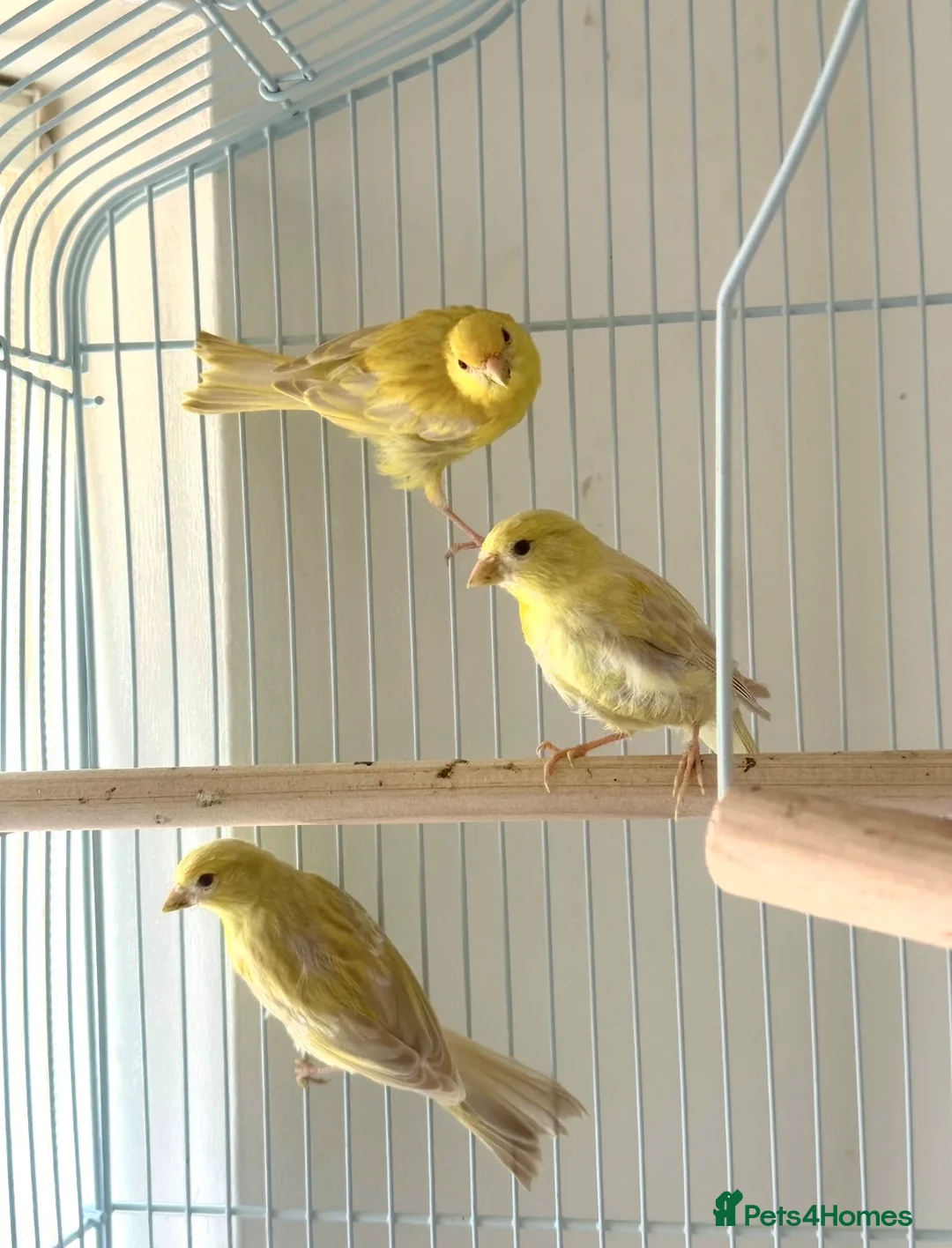 Canaries birds for sale: Three Beautiful Canaries Looking for Loving Homes - Advert 1