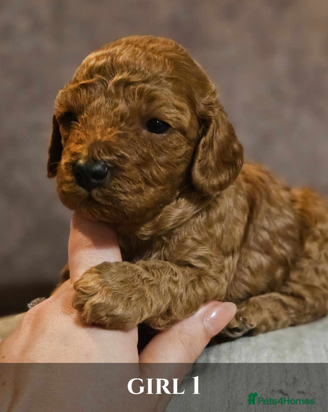 Cavapoo dogs for sale: 5 Beautiful Deep Red F1B Cavapoo Pups - Advert 20