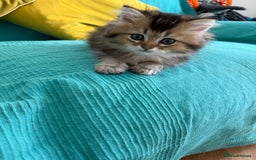 British Longhair cats for sale: British Longhair kittens - Image 8