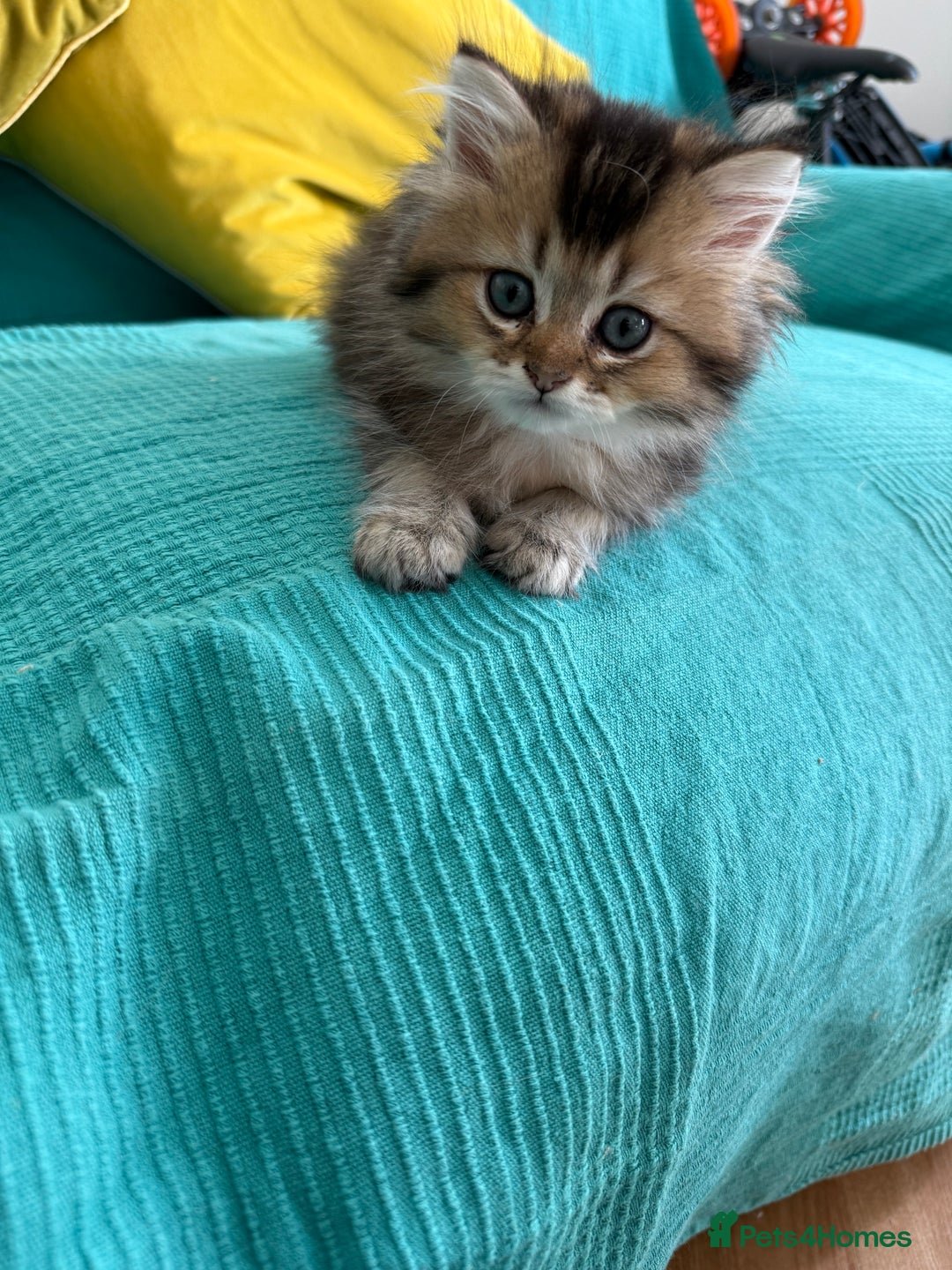 British Longhair cats for sale: British Longhair kittens - Image 8