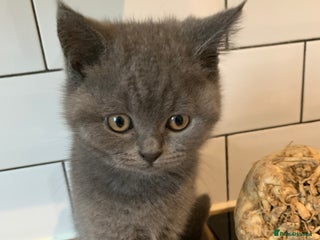 British Shorthair cats British Shorthair Blue Kittens 💛 Raised with Love - Advert 13