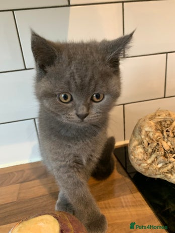British Shorthair cats British Shorthair Blue Kittens 💛 Raised with Love - Advert 2