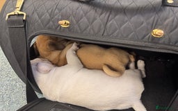Pug dogs for sale: Beautiful Pug Puppies Male 10weeks old - Image 20