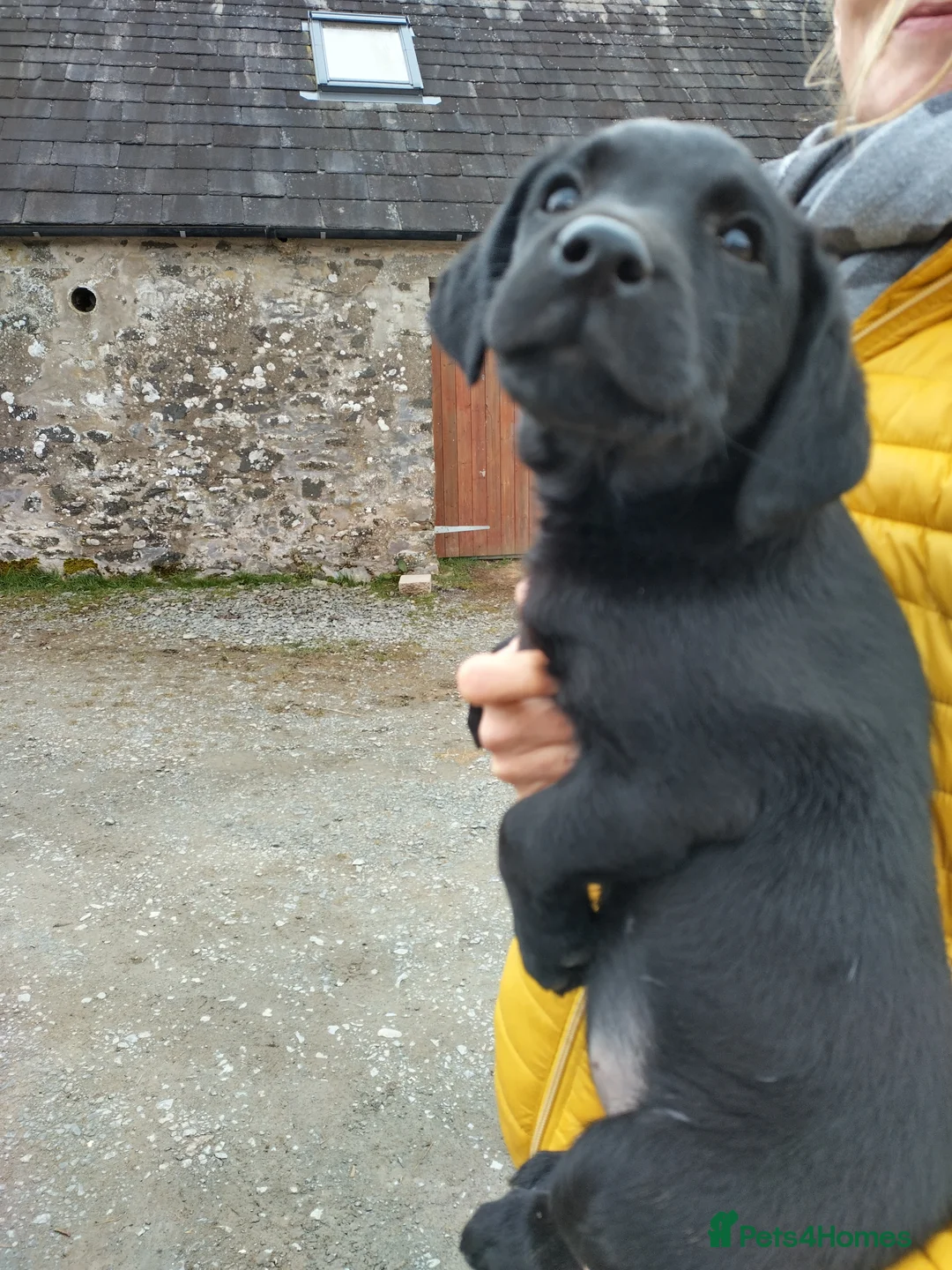 Labrador Retriever dogs for sale: Working Labrador Puppies in Lockerbie - Advert 2