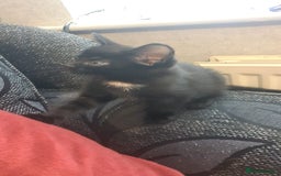 Mixed Breed cats for sale: Kittens for sale  - Advert 6