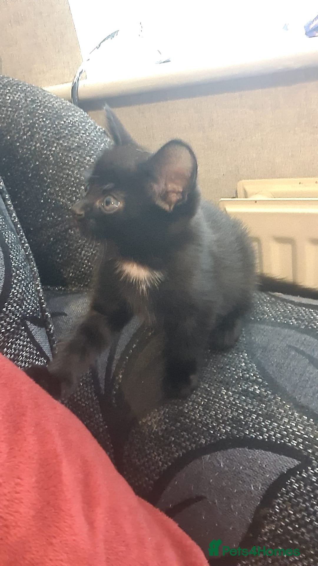 Mixed Breed cats for sale: Kittens for sale  - Advert 6