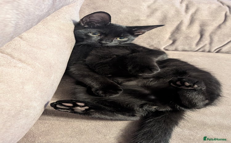 Mixed Breed cats - Advert 3