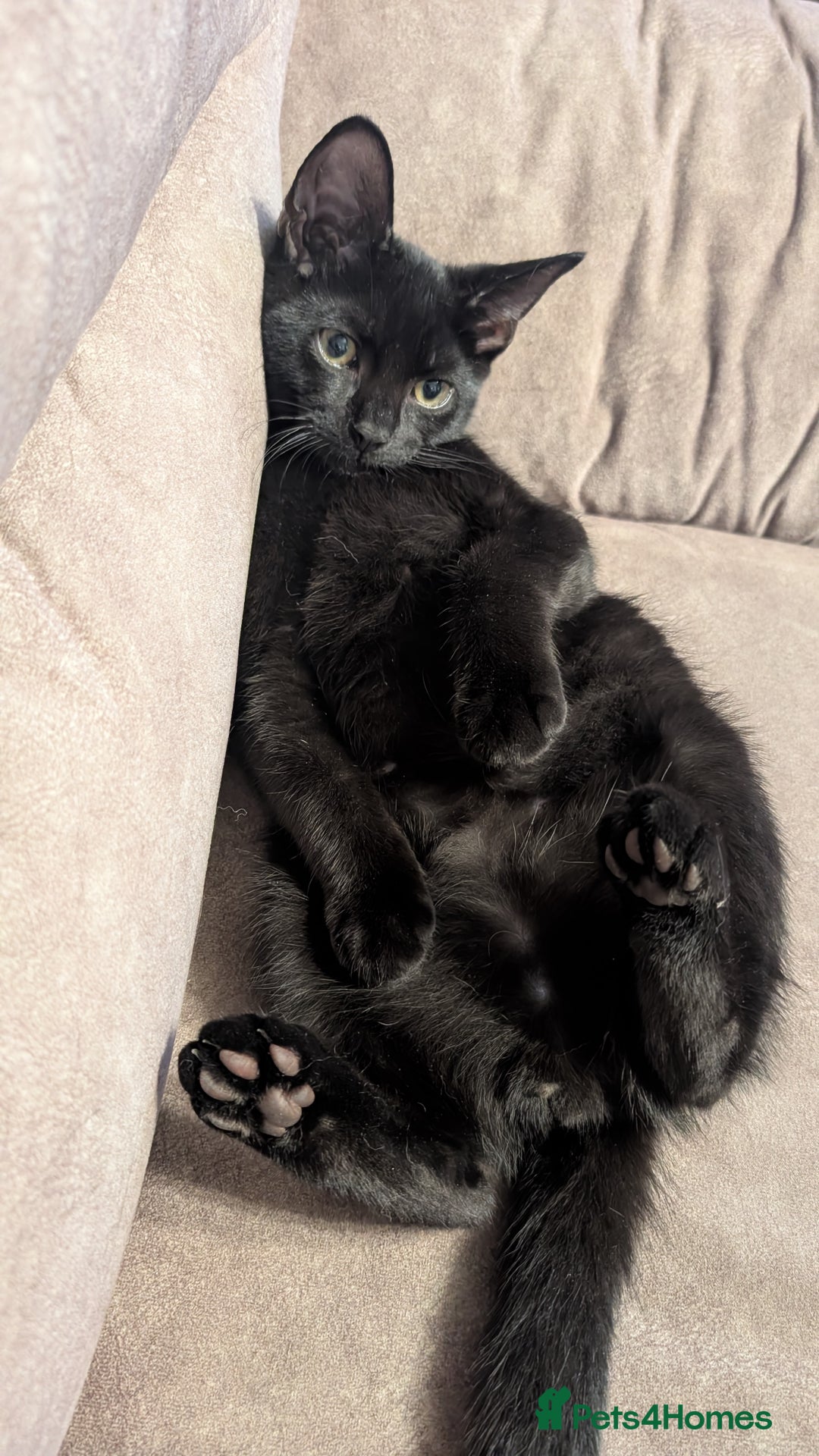 Mixed Breed cats for sale: Black Male Kitten Looking for His Forever Home - Image 1