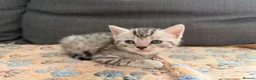 British Shorthair cats for sale: Pedigree British Shorthair Kittens – Ready May - Advert 5