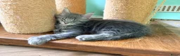 Maine Coon cats for sale: READY NOW. Tica registered mainecoon kittens - Advert 15