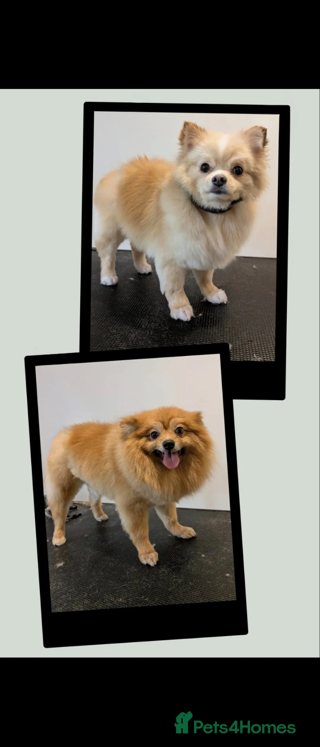 Pomeranian dogs for sale: X2 four year old dogs  - Advert 1