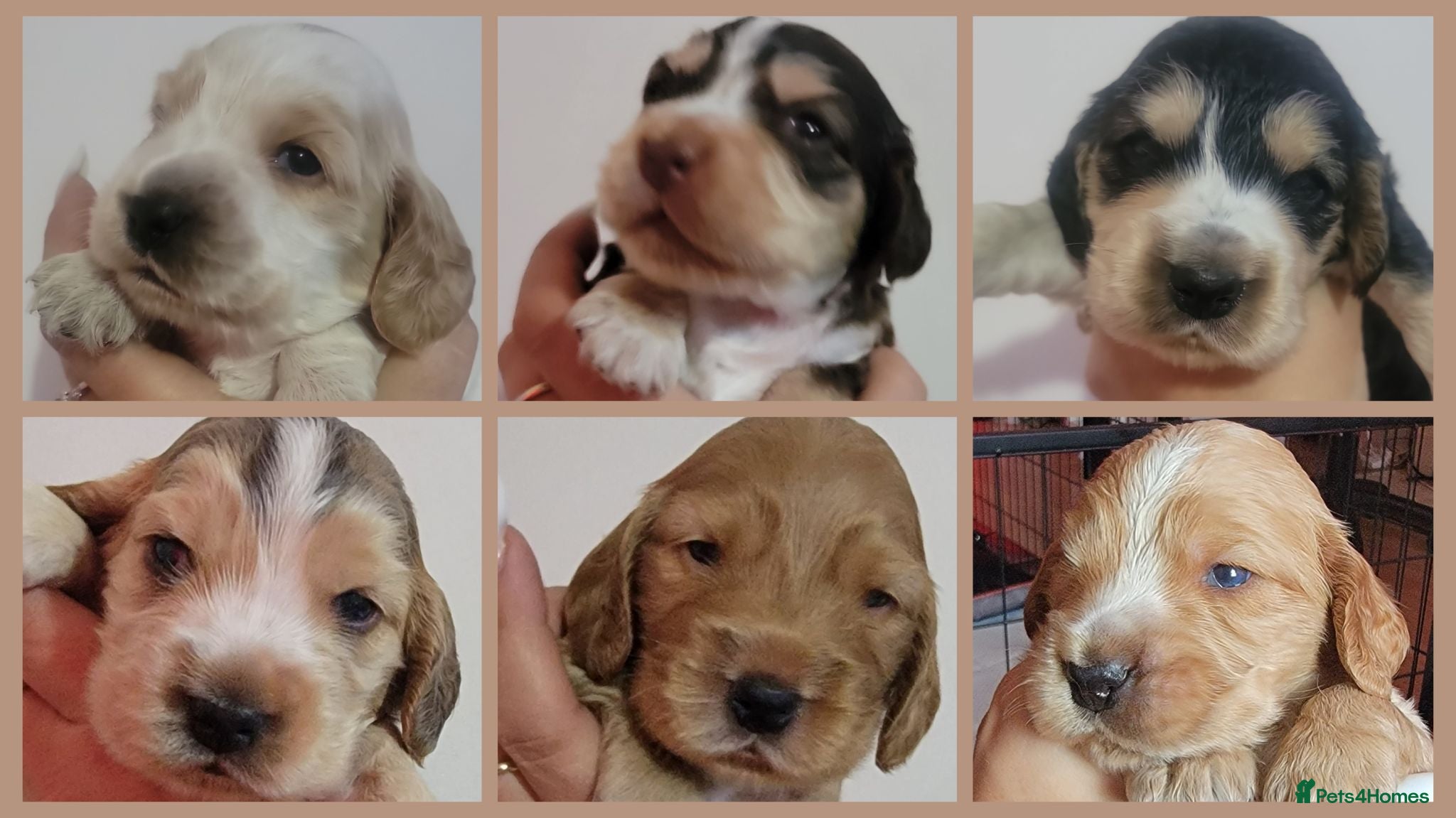 Cocker Spaniel dogs KC Sired Show Cocker Spaniels puppies| Champ Lines - Advert 1