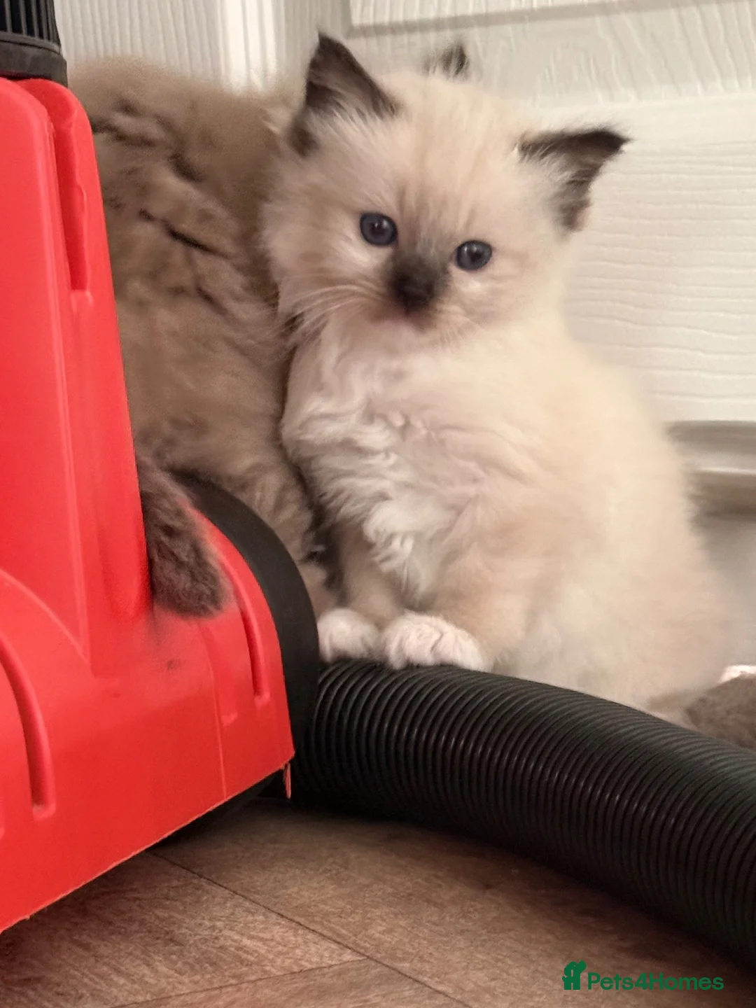 Ragdoll cats for sale: 3 Female Ragdoll Kittens  - Advert 10