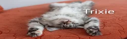 Maine Coon cats for sale: GCCF Registered Maine Coon Kittens Peterborough - Advert 7