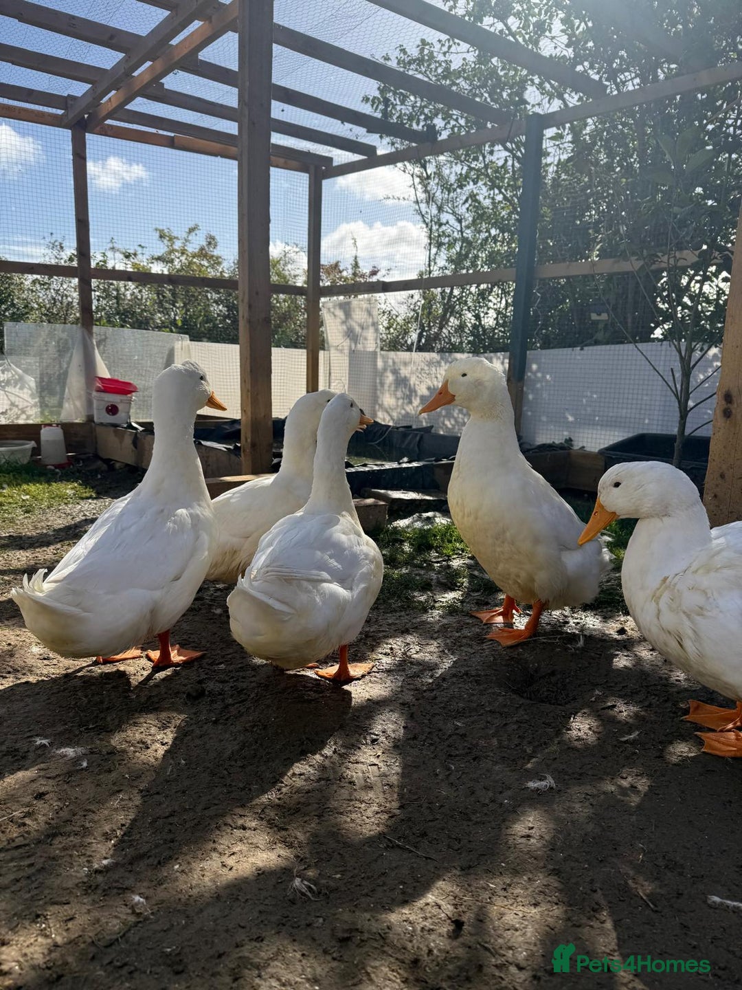 Ducks poultry for sale: Peekin duck 5 drakes - Advert 5