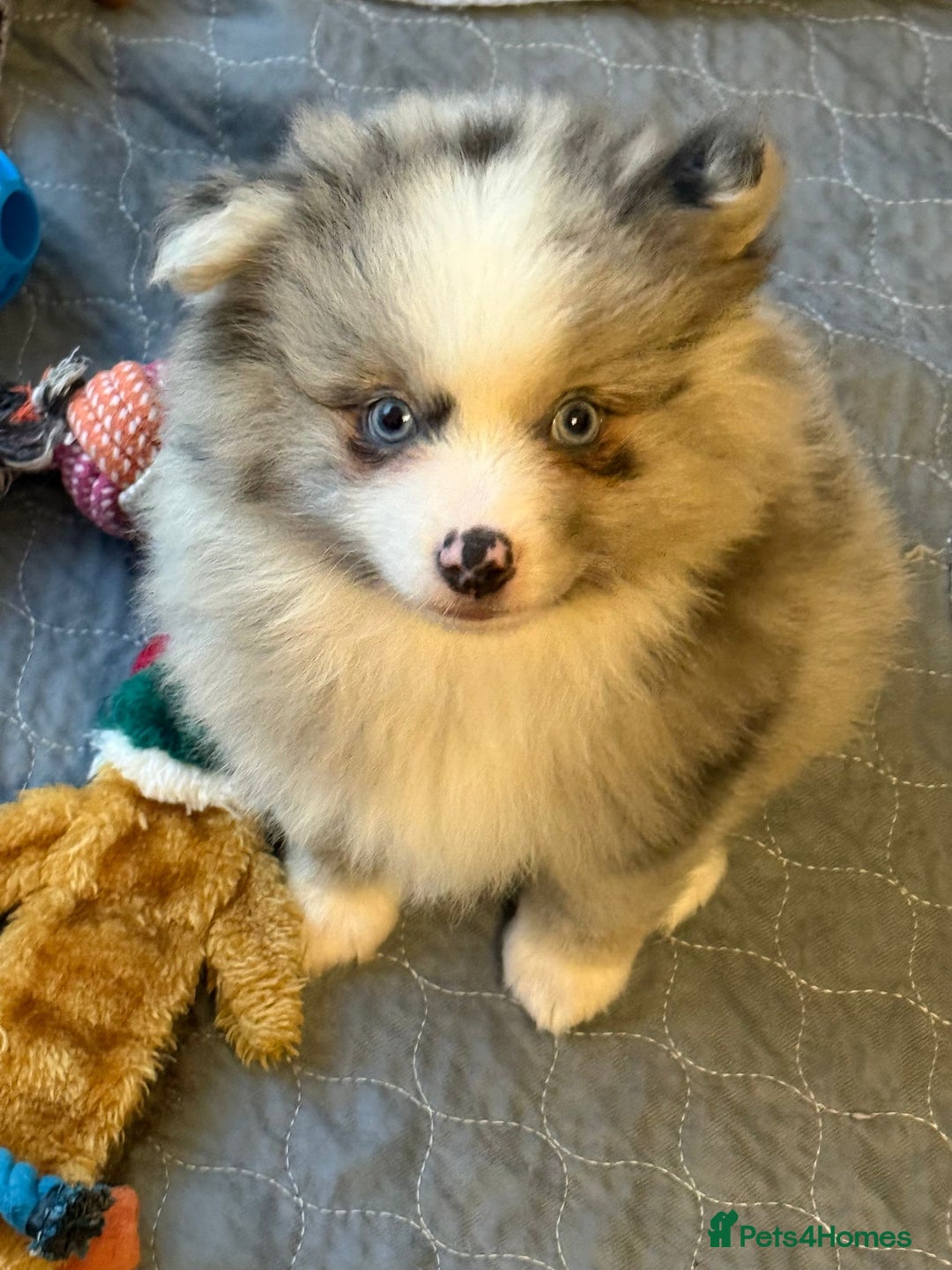 Pomeranian dogs for sale: Pomeranians - ONLY BLACK BOY LEFT - Advert 29