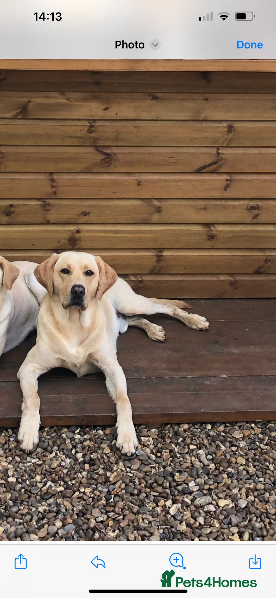 Labrador Retriever dogs for stud: Golden Lab for stud in Norfolk in Norwich - Advert 3