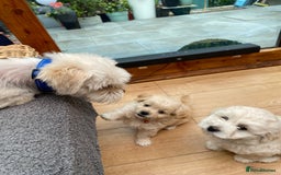 Maltipoo dogs for sale: Adorable F1 Havapoo Puppies | 2 BOYS 1 GIRL - Image 13