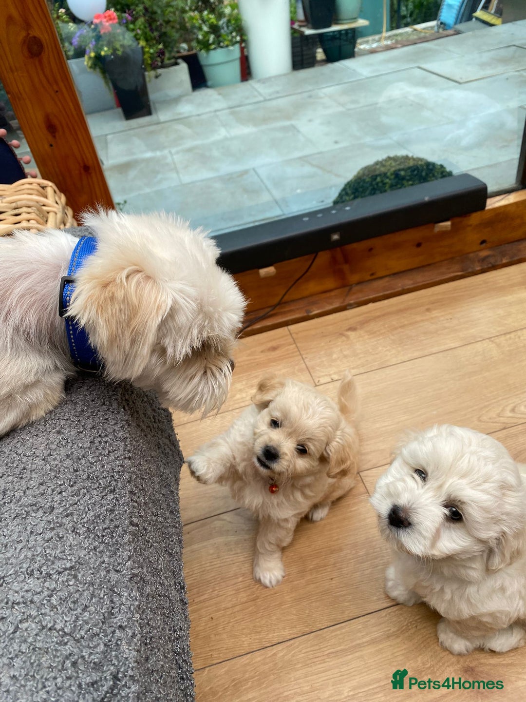 Maltipoo dogs for sale: Adorable F1 Havapoo Puppies | 2 BOYS 1 GIRL - Image 13