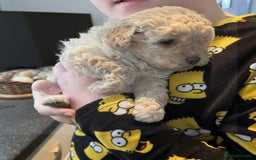 Toy Poodle dogs for sale: Gorgeous Toy Poodle Puppies - Advert 6
