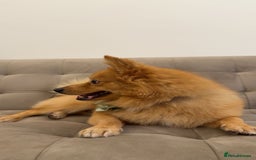 Mixed Breed dogs for sale: Cute Pom-Spitz available. - Image 2