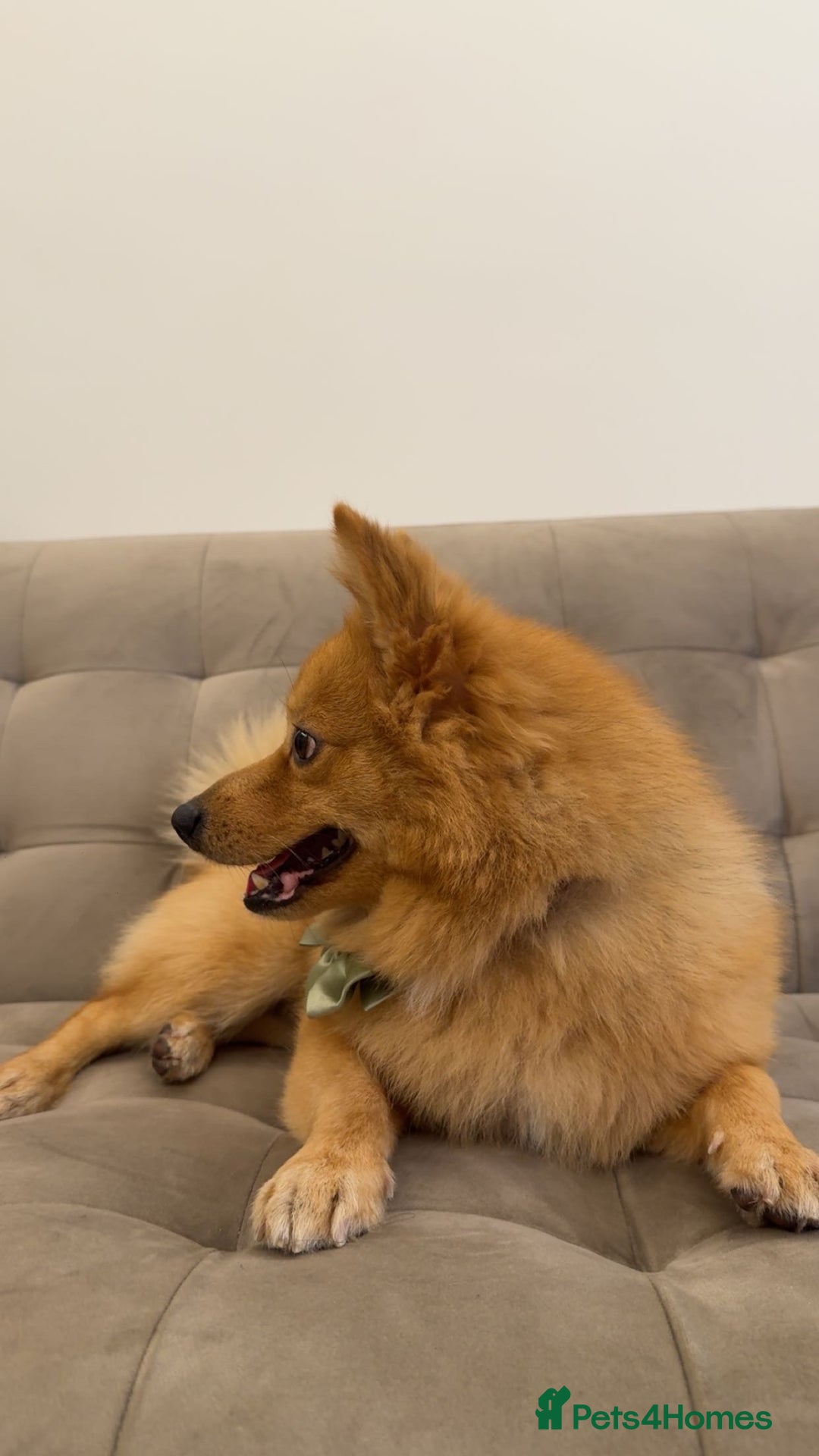 Mixed Breed dogs for sale: Cute Pom-Spitz available. - Image 2