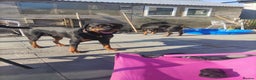 Rottweiler dogs for sale: * *photos updated Rottweiler puppies KC reg - Advert 6