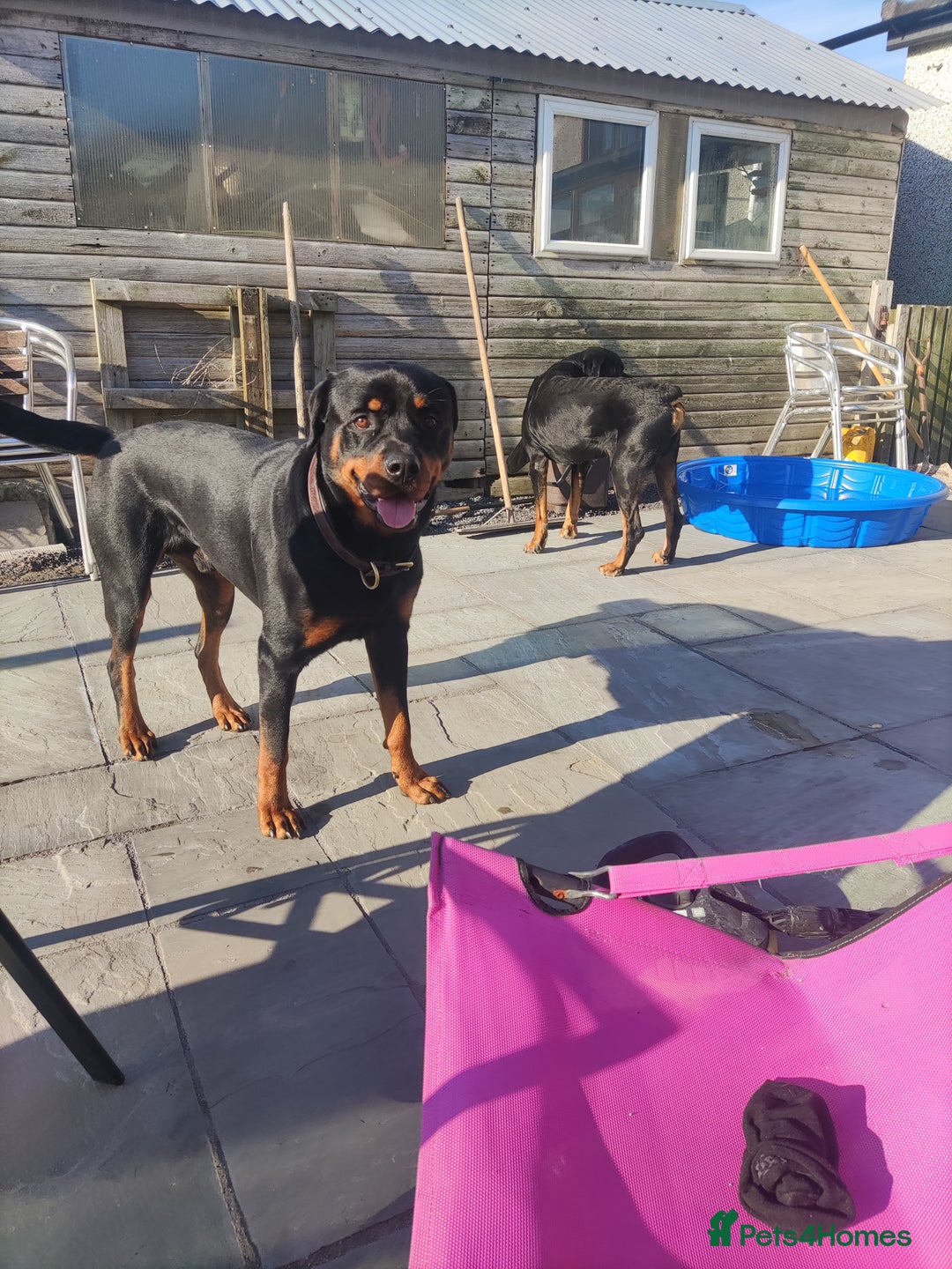 Rottweiler dogs for sale: Big beautiful Rottweiler puppies KC - Image 5