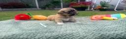 Lhasa Apso dogs for sale: Lhasa Apso puppies - Advert 8