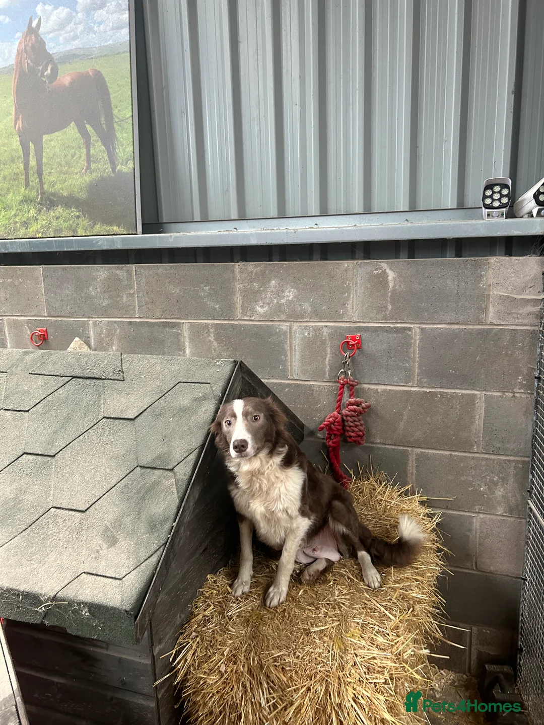 Border Collie dogs for sale: Border collie pups in Beith - Advert 7