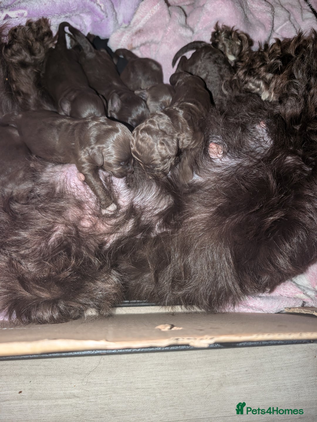 Cockapoo dogs for sale: Toy cocker poo f2 pups - Image 22