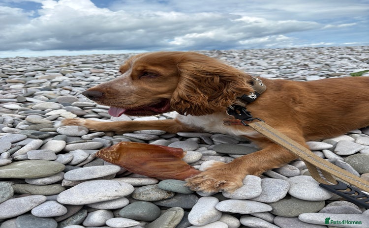 Cocker Spaniel dogs for sale - Advert 1