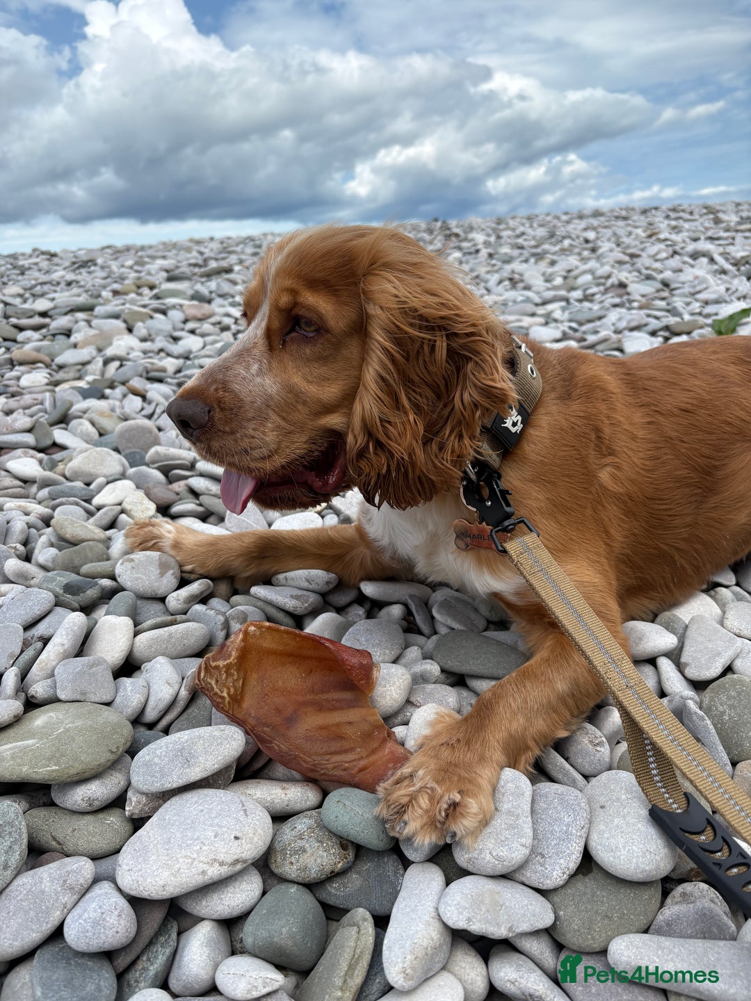 Cocker Spaniel dogs for sale: Male Cocker Spaniel - Image 1