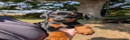 Dobermann dogs for sale: KC REGISTERED DOBERMANN PUPS – EXCEPTIONAL LITTER - Advert 4
