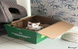 European cats for sale: European shorthair free to good home - Image 4