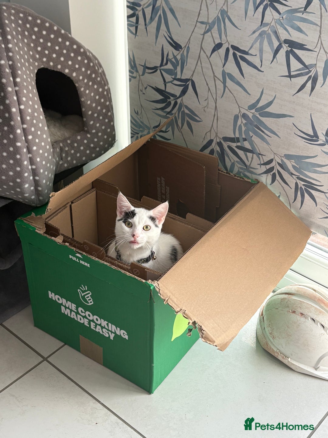 European cats for sale: European shorthair free to good home - Image 4