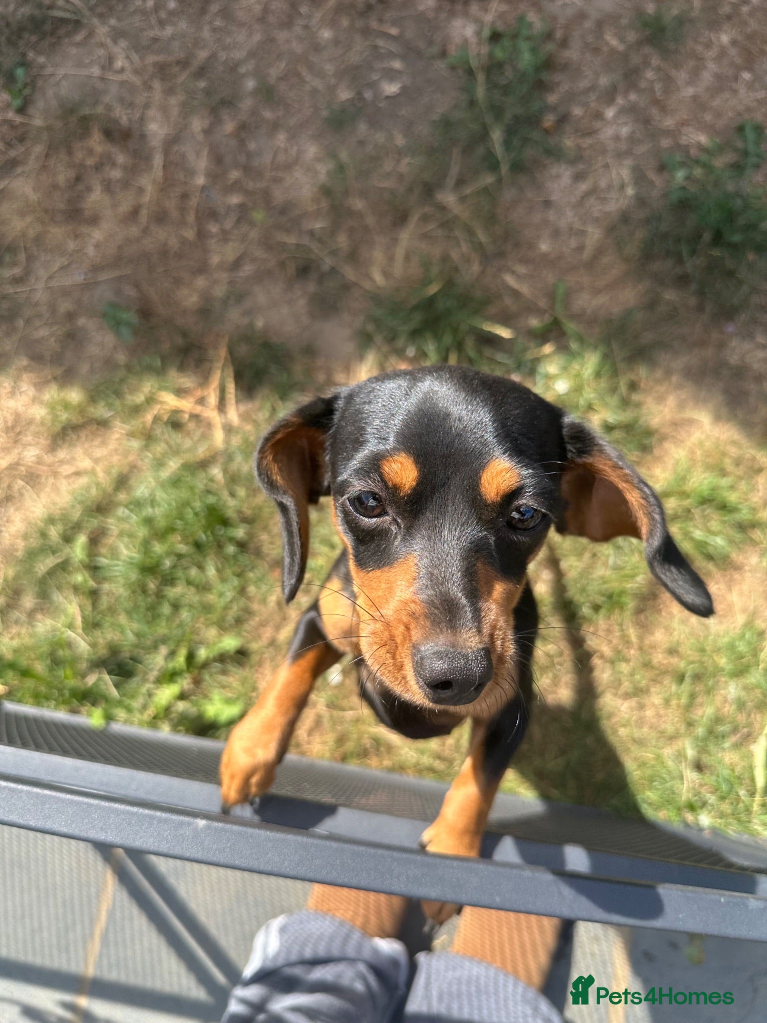 Dachshund dogs 10 month old female dachshund  - Advert 1