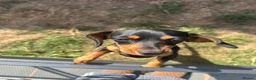 Dachshund dogs for sale: 10 month old female dachshund  in Cobham - Advert 1