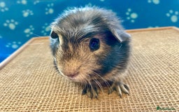 Guinea Pig rodents for sale: Gorgeous baby boy Guinea pigs  - Image 4
